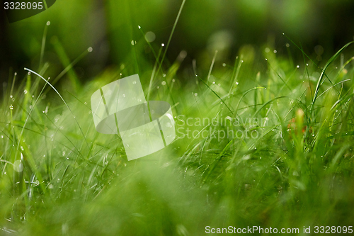 Image of grass with dew drops