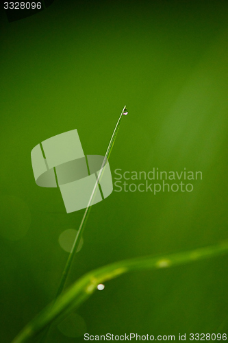 Image of grass with dew drops