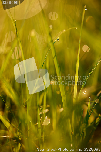 Image of grass with dew drops