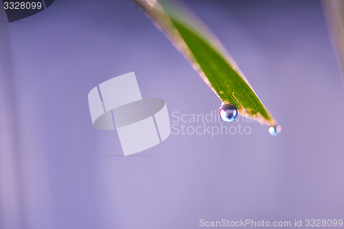 Image of grass with dew drops