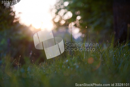 Image of grass with dew drops