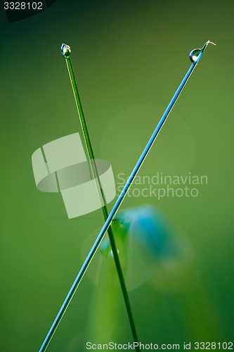 Image of grass with dew drops