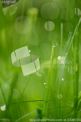 Image of grass with dew drops