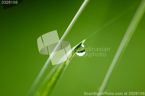 Image of grass with dew drops