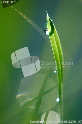 Image of grass with dew drops