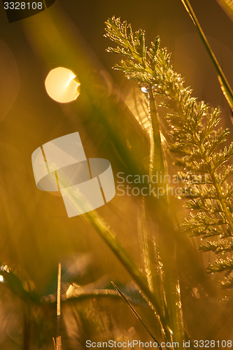 Image of grass with dew drops