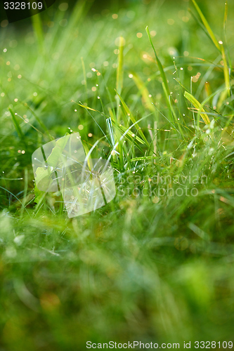 Image of grass with dew drops