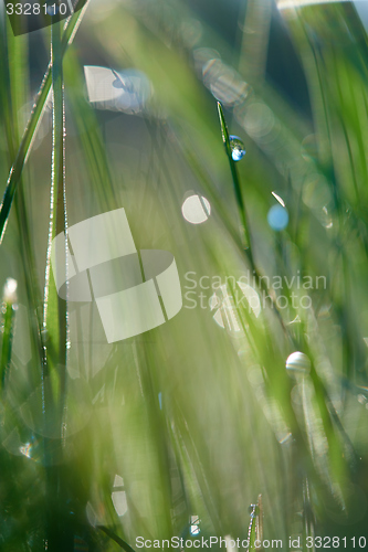 Image of grass with dew drops