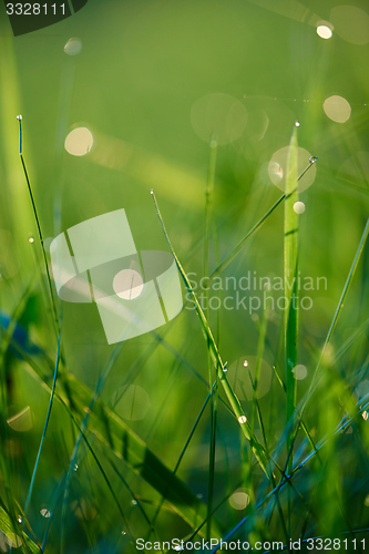 Image of grass with dew drops