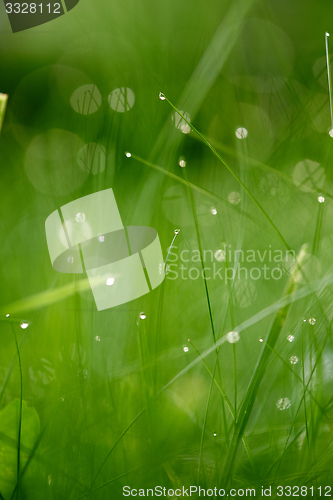 Image of grass with dew drops