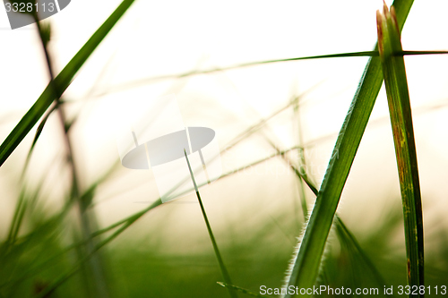 Image of grass with dew drops