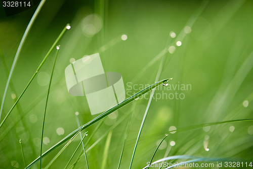 Image of grass with dew drops