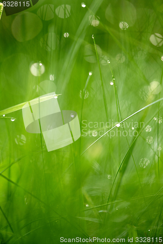 Image of grass with dew drops