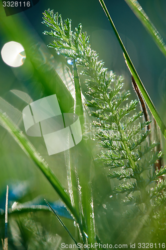 Image of grass with dew drops
