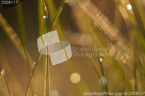 Image of grass with dew drops