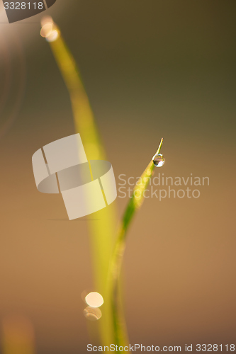 Image of grass with dew drops