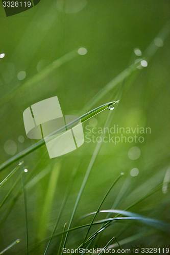 Image of grass with dew drops