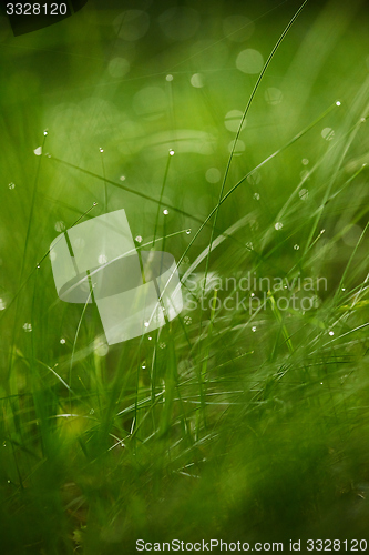 Image of grass with dew drops