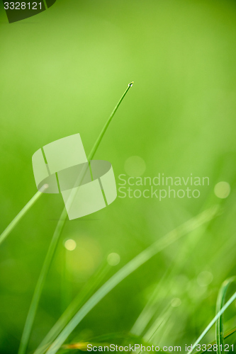 Image of grass with dew drops