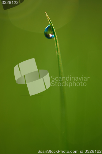 Image of grass with dew drops