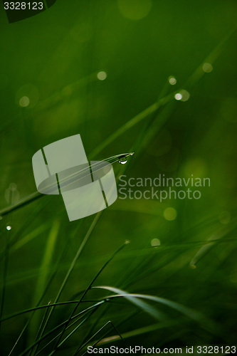 Image of grass with dew drops