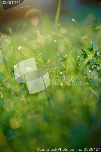 Image of grass with dew drops