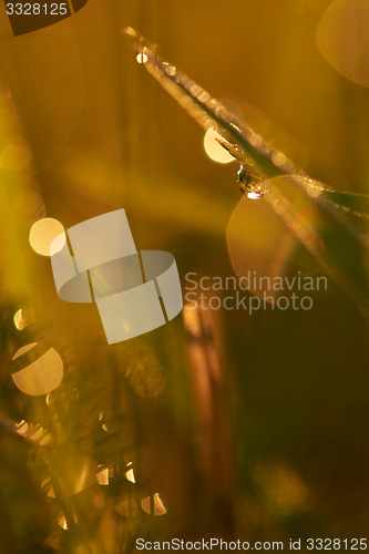 Image of grass with dew drops