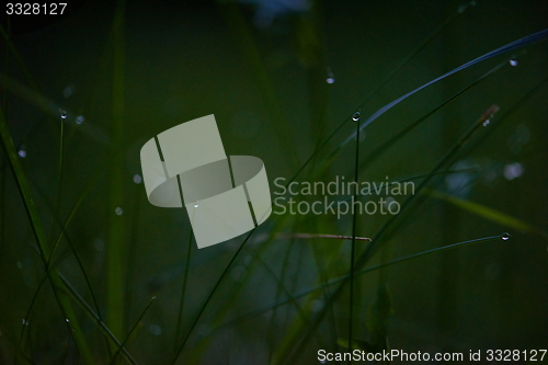 Image of grass with dew drops