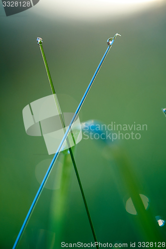 Image of grass with dew drops