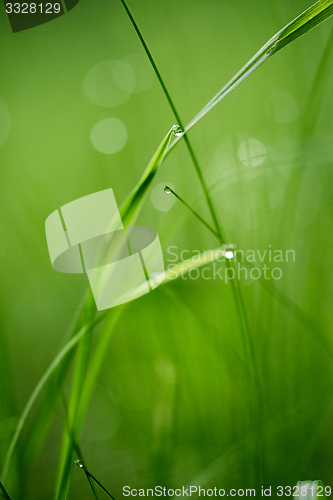 Image of grass with dew drops