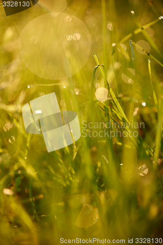 Image of grass with dew drops