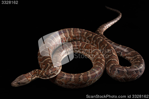 Image of Hispaniolan boa, Chilabothrus or epicrates striatus