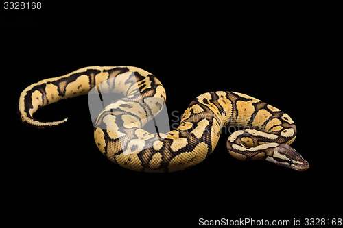 Image of Female Ball Python. Firefly Morph or Mutation