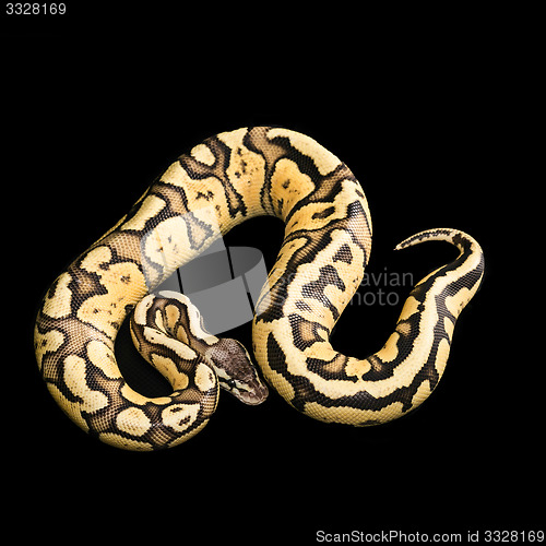 Image of Female Ball Python. Firefly Morph or Mutation