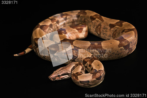 Image of Boa constrictors  isolated on black background