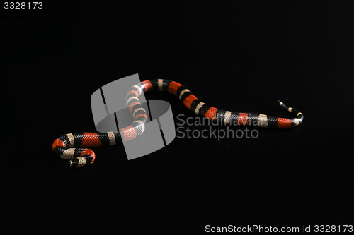 Image of Pueblan milk snake 