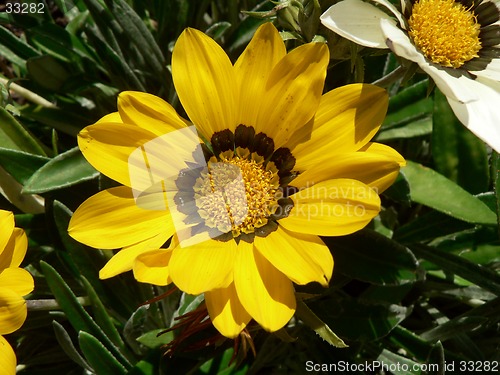 Image of Yellow Flower