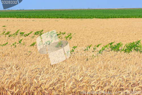 Image of Golden Wheat field