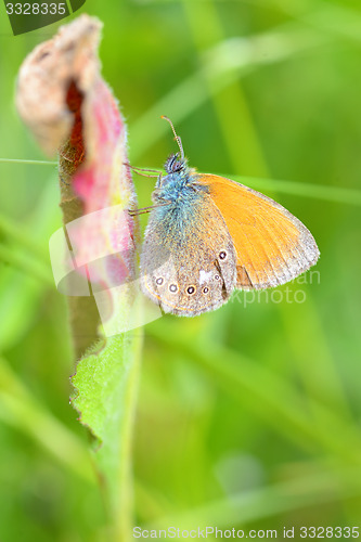 Image of Butterfly (Polyommatus)