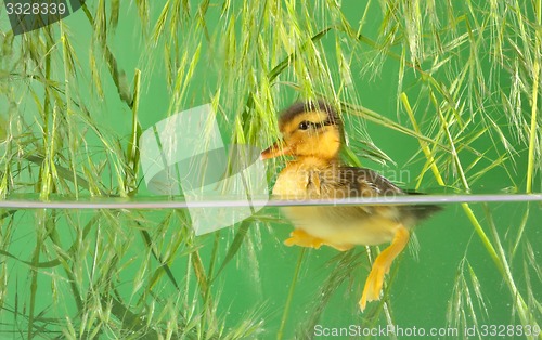 Image of duckling swimming in aquarium