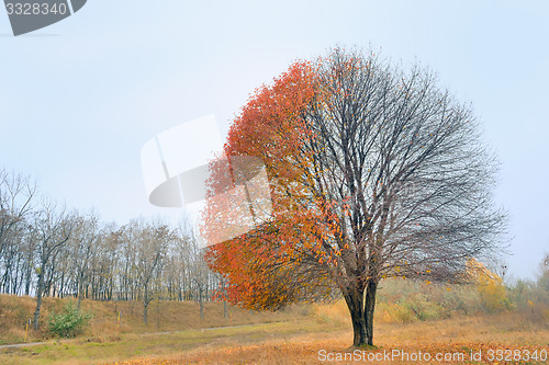 Image of Lonely autumn tree