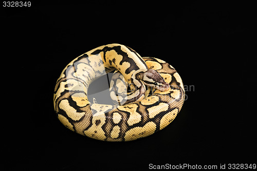 Image of Female Ball Python. Firefly Morph or Mutation