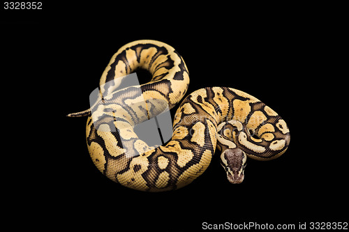 Image of Female Ball Python. Firefly Morph or Mutation