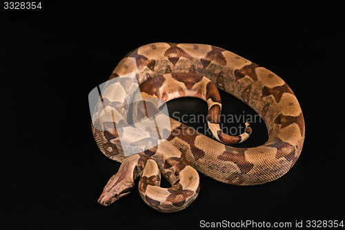 Image of Boa constrictors  isolated on black background