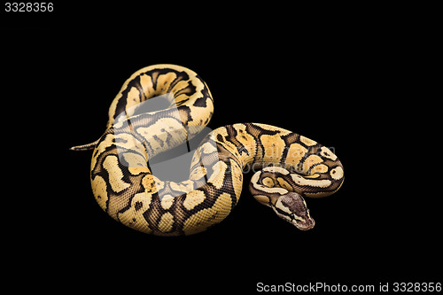 Image of Female Ball Python. Firefly Morph or Mutation