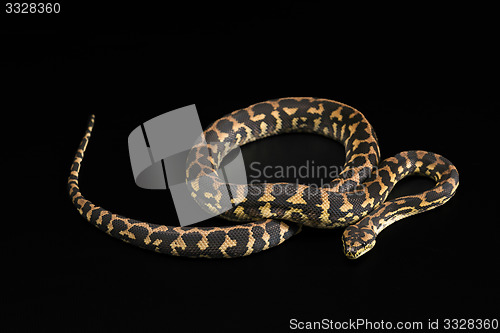 Image of The male morelia spilota harrisoni python on black background