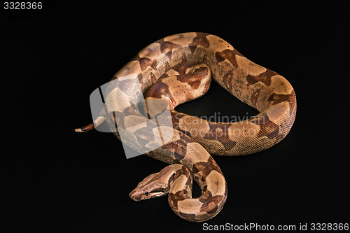 Image of Boa constrictors  isolated on black background