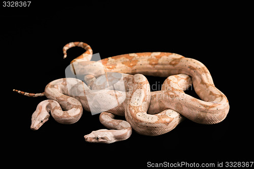 Image of Trimeresurus puniceus