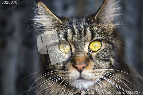 Image of Face of maine coon cat