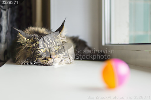 Image of Maine coone cat on the windowsill